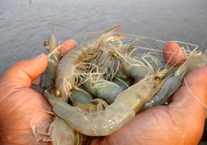 سطح زیرکشت میگو در خوزستان به بیش از ۱۰۰۰ هکتار رسید