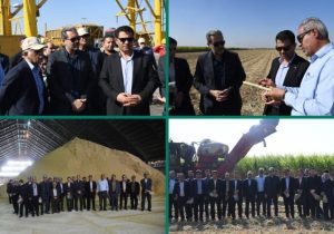 مدیران بانک مسکن خوزستان از روند برداشت سبز نیشکر بازدید کردند