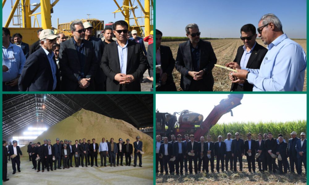مدیران بانک مسکن خوزستان از روند برداشت سبز نیشکر بازدید کردند