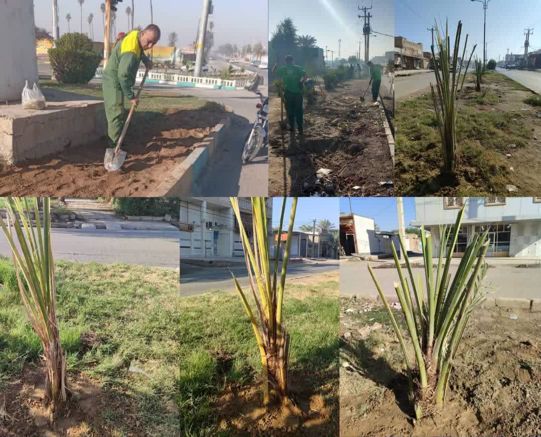 آغاز عملیات کاشت نخل در بلوار کانتکس تا قلعه کنعان توسط عوامل ناحیه دو فضای سبز شهرداری کوت عبدالله