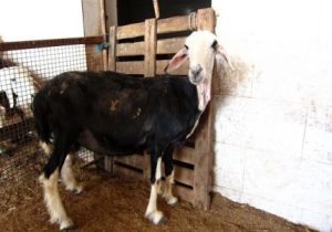 پایش و ثبت ملی گوسفند نجدی در خوزستان؛ گامی برای صیانت از ذخایر ژنتیکی