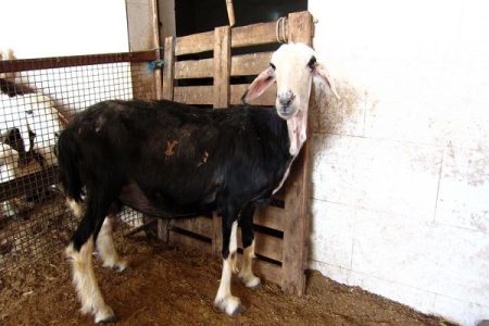 پایش و ثبت ملی گوسفند نجدی در خوزستان؛ گامی برای صیانت از ذخایر ژنتیکی