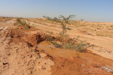 احیای کمربند سبز اهواز توسط سازمان خدمات موتوری شهرداری اهواز