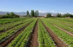 خوزستان قلب تپنده امنیت غذایی ایران؛ تولید ۱۷ میلیون تن محصول